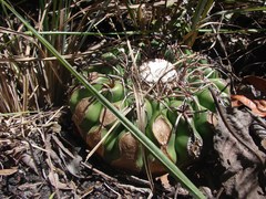 Discocactus catingicola