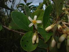 Styrax ferrugineus