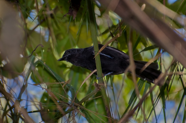 Manu Antbird