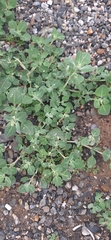 Chenopodium vulvaria, photograph (c) G'ofurova Gulxayo, some rights reserved (CC BY)