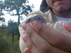 Polychrus acutirostris