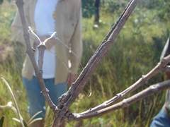 Polychrus acutirostris