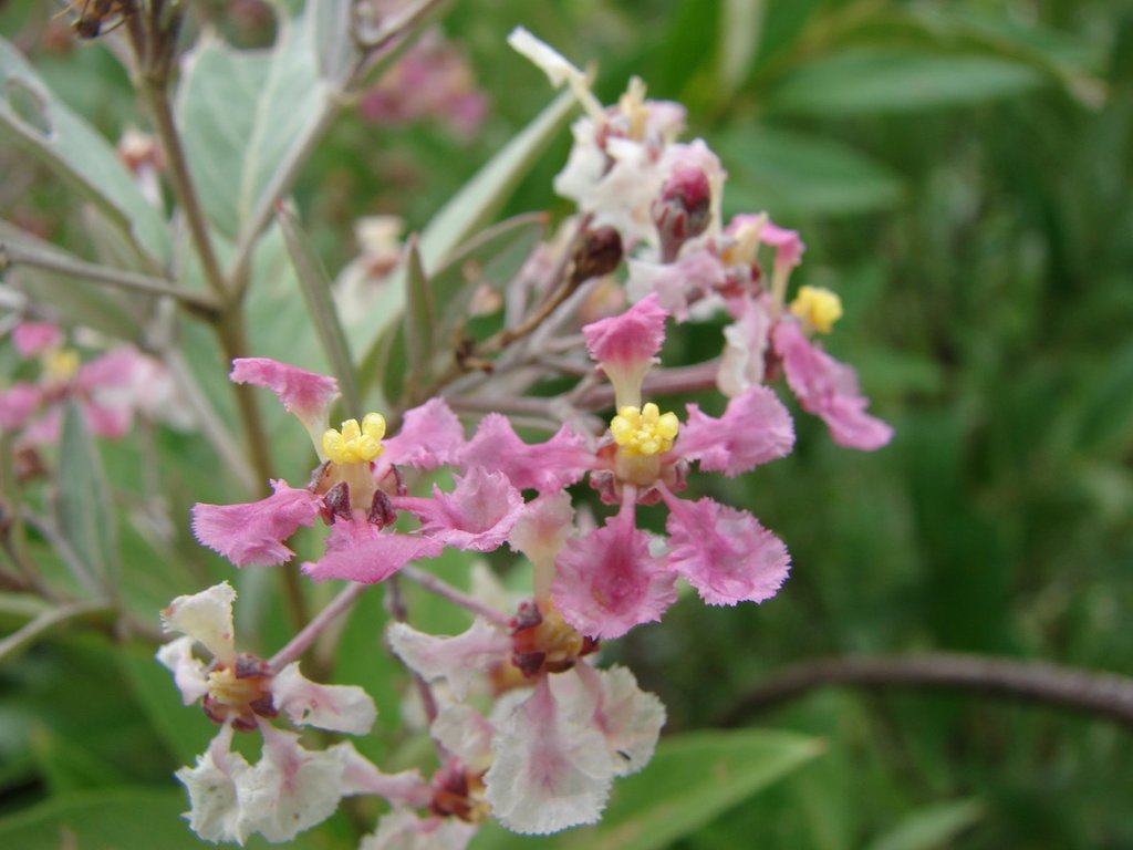 Banisteriopsis goiana