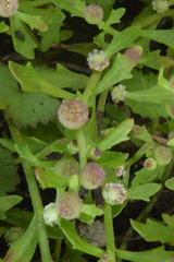 Centipeda minima minima