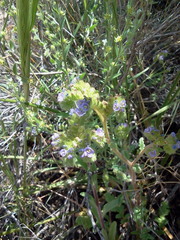 Phacelia coerulea