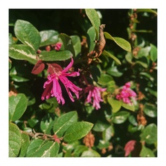 Loropetalum