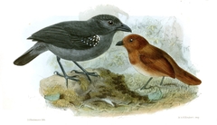 White-Shouldered Antshrike photo 2