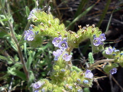 Phacelia coerulea