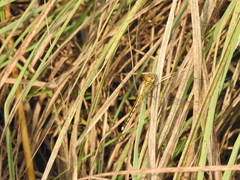 Indothemis carnatica