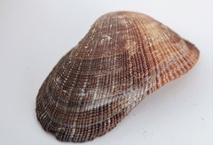 Barbatia