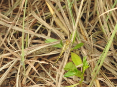 Indothemis carnatica