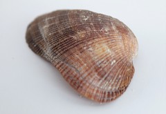 Barbatia
