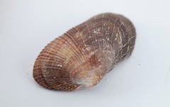 Barbatia