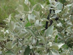 Sabicea brasiliensis