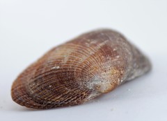 Barbatia