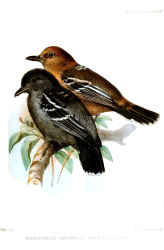 Amazonian Antshrike