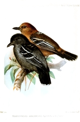 Amazonian Antshrike photo 2