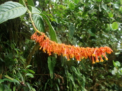 Palicourea sodiroi