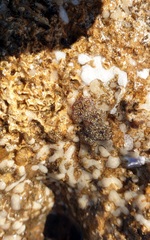 Botryllus