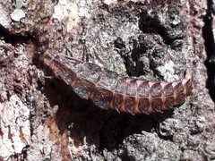 Pyractomena borealis