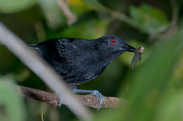 Goeldi's Antbird photo