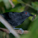 Goeldi's Antbird - Photo (c) Cláudio Dias Timm, some rights reserved (CC BY-NC-SA)