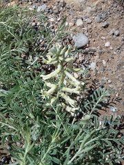 Sophora nuttalliana