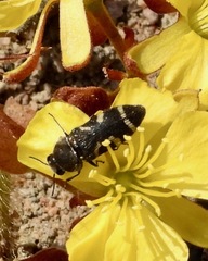 Acmaeodera virgo