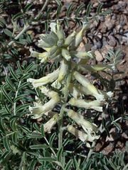 Sophora nuttalliana