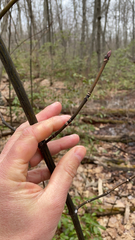Acer pensylvanicum