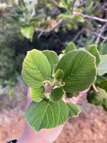 Ceanothus arboreus, photograph 2