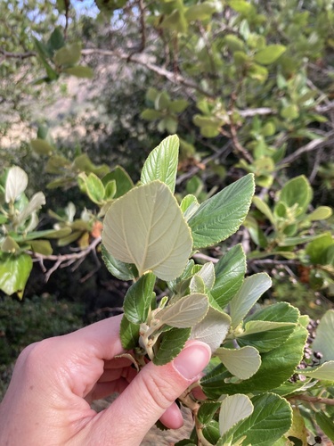 Ceanothus arboreus, photograph 3