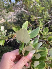 Ceanothus arboreus, photograph (c) dorian, some rights reserved (CC BY)
