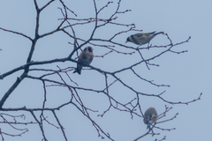 Carduelis carduelis