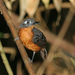 Plumbeous Antbird - Photo (c) Marcel Holyoak, some rights reserved (CC BY-NC-ND)