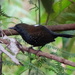 Black-throated Antbird - Photo (c) barloventomagico, some rights reserved (CC BY-NC-ND)