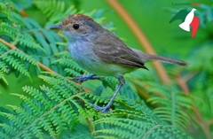 Euscarthmus meloryphus