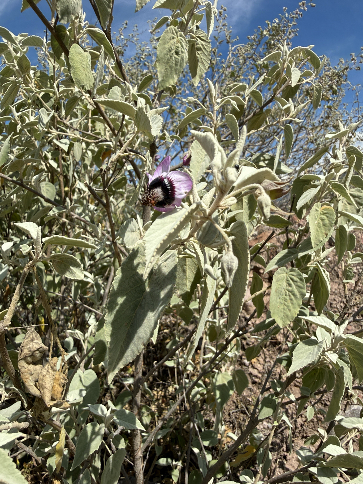 Abutilon arequipense Ulbr.