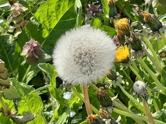 Taraxacum officinale