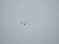 Falco tinnunculus tinnunculus