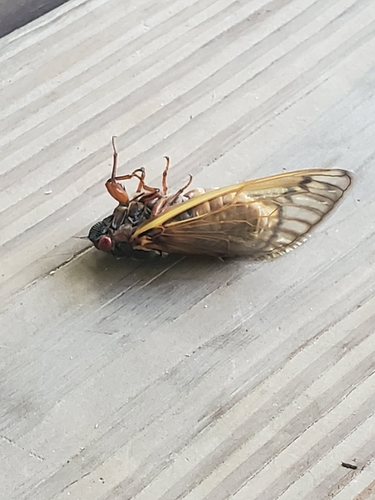 Riley's 13-Year Cicada