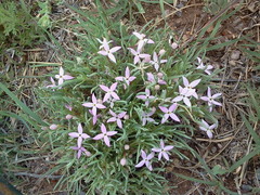 Houstonia rubra