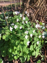 Isopyrum thalictroides