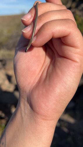 Freiberg's Blind Snake