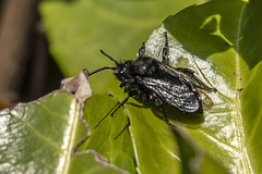 Melecta albifrons