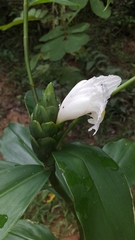 Costus arabicus