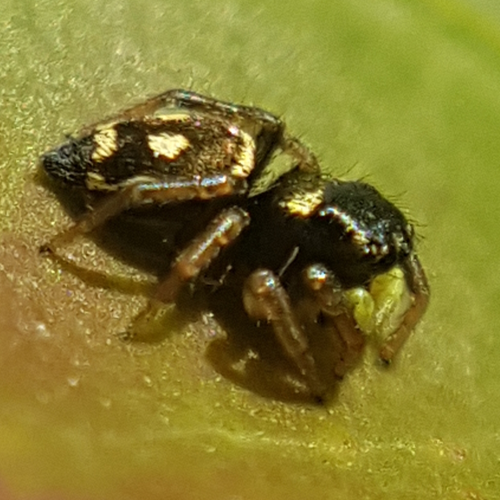 Sun jumping spider