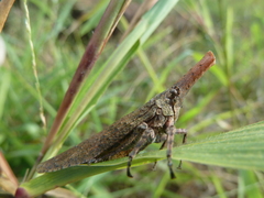 Fulgoridae