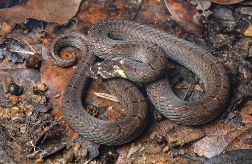 Photo of a Kukri Snake (Oligodon affinis)