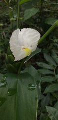 Costus arabicus